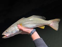 Image result for Tautogolabrus adspersus