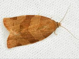 Attēlu rezultāti vaicājumam “Pandemis cinnamomeana”