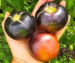 Afbeeldingsresultaat voor debarro black tomato