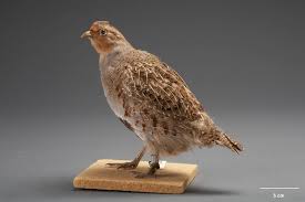 Attēlu rezultāti vaicājumam “Perdix perdix”