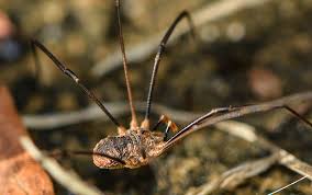 Attēlu rezultāti vaicājumam “Phalangium opilio”