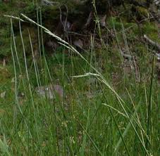 Attēlu rezultāti vaicājumam “Glyceria fluitans”