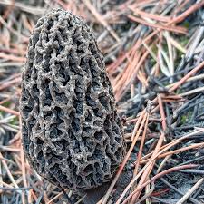 Attēlu rezultāti vaicājumam “Morchella esculenta”