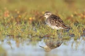Image result for Calidris subminuta