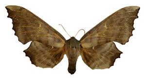 Attēlu rezultāti vaicājumam “Lopinga achine upperside”