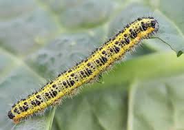 Attēlu rezultāti vaicājumam “Pieris brassicae male”