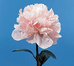 Attēlu rezultāti vaicājumam “Paeonia lactiflora”