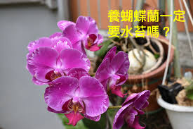 「水蘭」的圖片搜尋結果