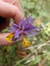 Attēlu rezultāti vaicājumam “Melampyrum nemorosum”