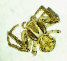 Attēlu rezultāti vaicājumam “Xysticus ulmi”