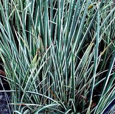 Attēlu rezultāti vaicājumam “Cychramus variegatus”