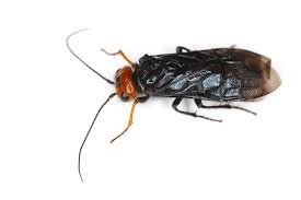 Attēlu rezultāti vaicājumam “Acantholyda erythrocephala”