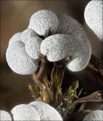 Attēlu rezultāti vaicājumam “Physarum leucophaeum”