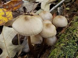 Attēlu rezultāti vaicājumam “Mycena belliarum”