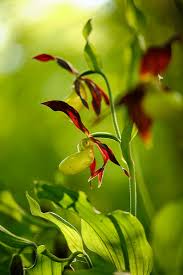 Attēlu rezultāti vaicājumam “Cypripedium calceolus”