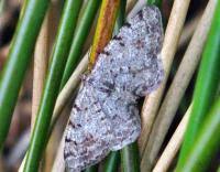 Attēlu rezultāti vaicājumam “Aethalura punctulata”