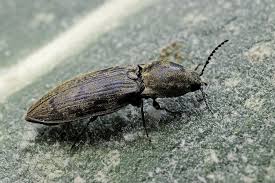 Attēlu rezultāti vaicājumam “Prosternon tessellatum”