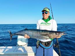 Image result for Acanthocybium solandri