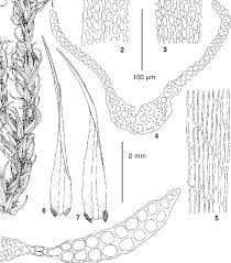 Attēlu rezultāti vaicājumam “Dicranum leioneuron”