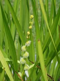 Attēlu rezultāti vaicājumam “Sparganiaceae”