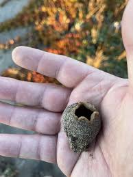 Attēlu rezultāti vaicājumam “Peziza ammophila”