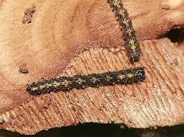 Attēlu rezultāti vaicājumam “Parascotia fuliginaria”