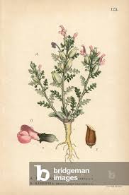 Attēlu rezultāti vaicājumam “Pedicularis palustris”