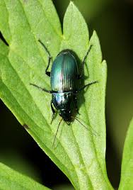 Attēlu rezultāti vaicājumam “Poecilus versicolor”