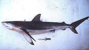 Image result for Carcharhinus obscurus