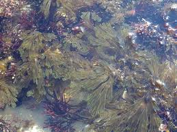 Attēlu rezultāti vaicājumam “Diachea dictyospora (syn. Craterium dictyosporum) stalked”