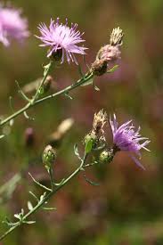 Attēlu rezultāti vaicājumam “Centaurea stoebe”