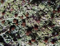 Attēlu rezultāti vaicājumam “Chaenotheca trichialis”