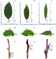 Attēlu rezultāti vaicājumam “Salix caprea leaf”