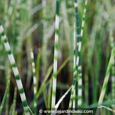 Attēlu rezultāti vaicājumam “Schoenoplectus lacustris subsp. lacustris”