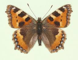 Image result for Small Tortoiseshell