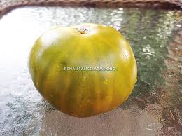 Afbeeldingsresultaat voor marmande jaune tomato