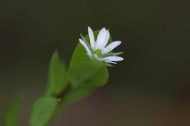 Attēlu rezultāti vaicājumam “Stellaria uliginosa”