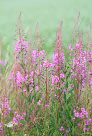 Image result for Weidenröschen