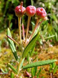 Attēlu rezultāti vaicājumam “Andromeda polifolia bud”