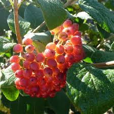 Attēlu rezultāti vaicājumam “Viburnum lantana”