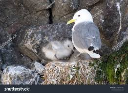 Attēlu rezultāti vaicājumam “Rissa tridactyla adult”