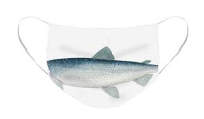 Image result for Coregonus artedi