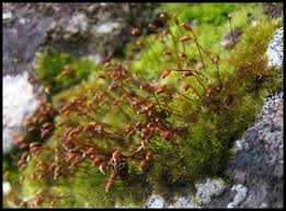 Attēlu rezultāti vaicājumam “Rhynchostegiella tenella macro”