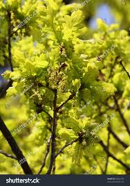 Attēlu rezultāti vaicājumam “Quercus robur male flower”