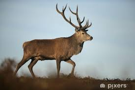Attēlu rezultāti vaicājumam “Cervus elaphus”