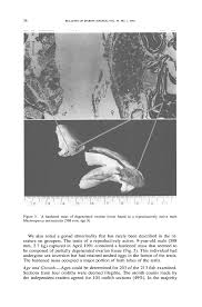 Image result for Mycteroperca interstitialis