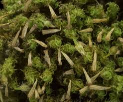 Attēlu rezultāti vaicājumam “Ulota crispa”