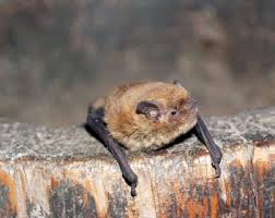 Картинки по запросу малый