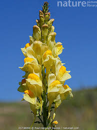 Attēlu rezultāti vaicājumam “Linaria vulgaris flower”