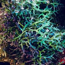 Attēlu rezultāti vaicājumam “Lophozia laxa macro”